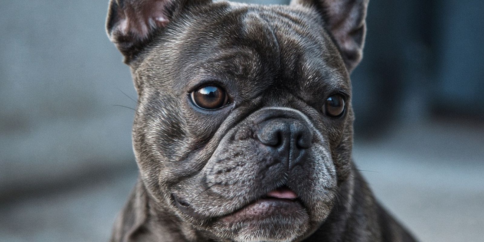 Franse Bulldog