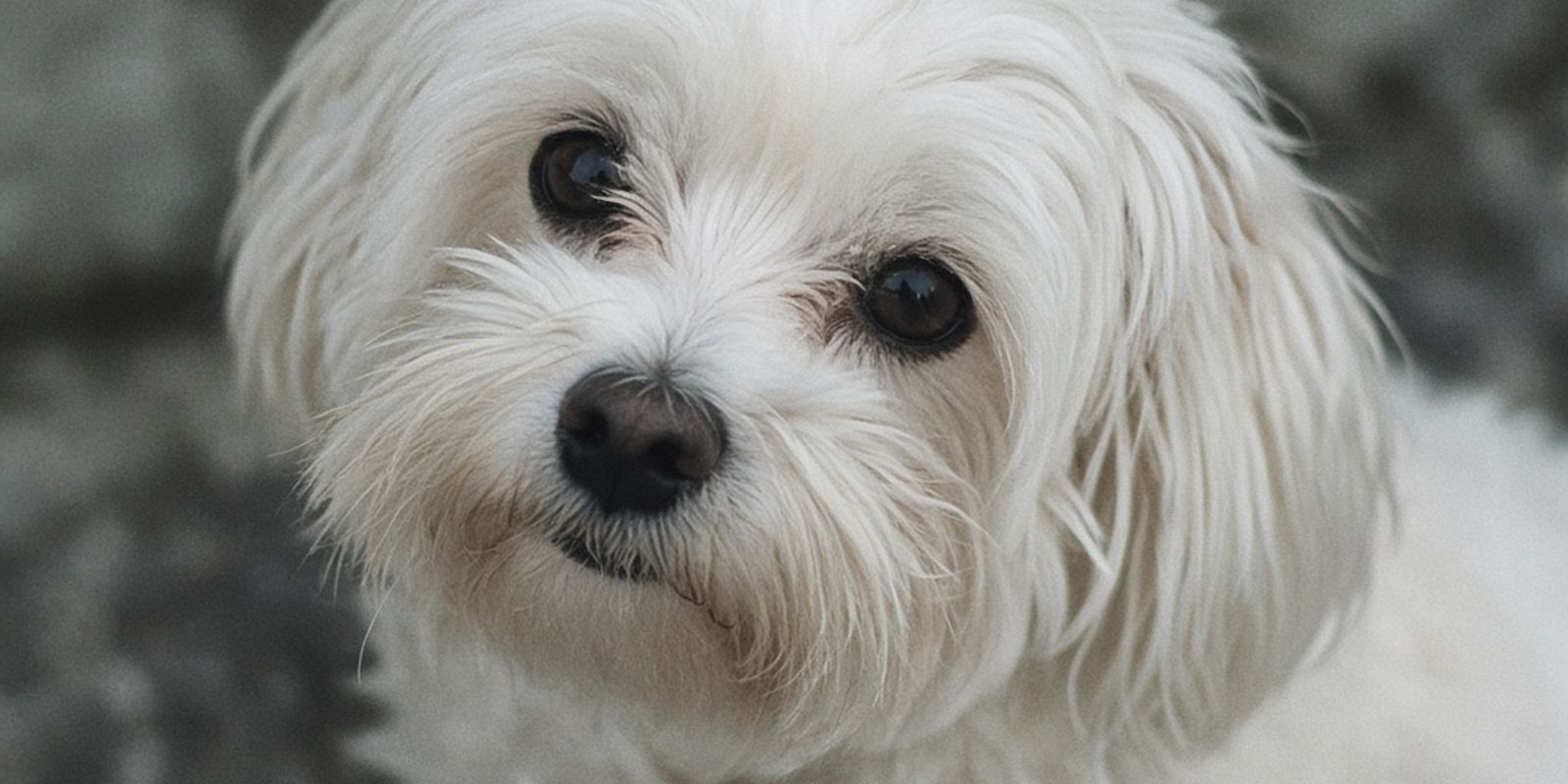 Maltezer