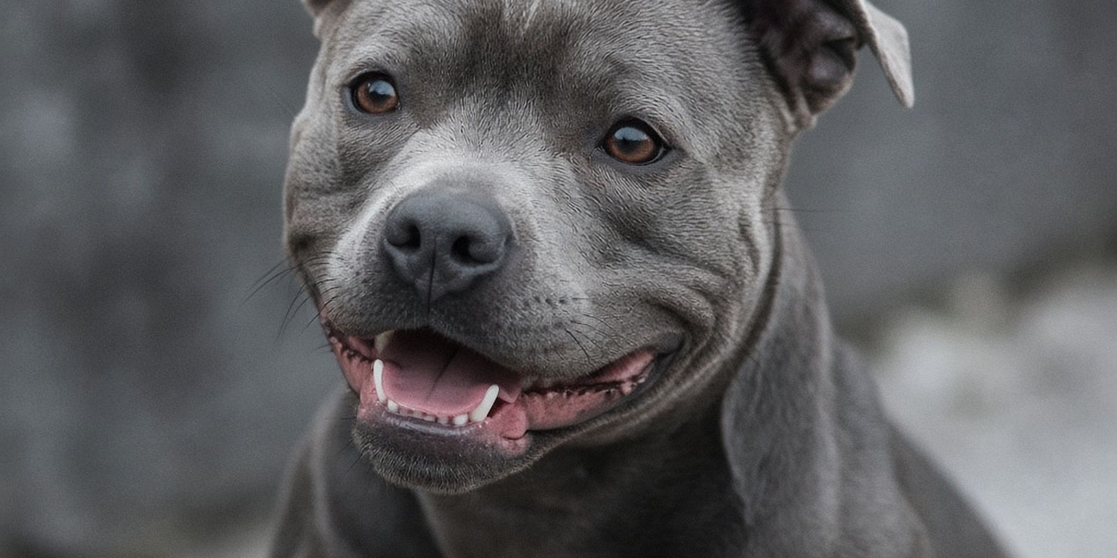 Staffordshire Bull Terriër