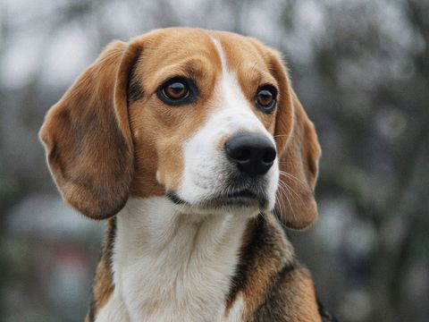 Beagle