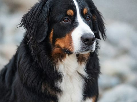Berner Sennenhond