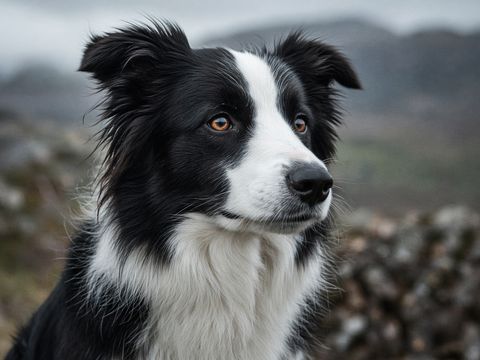 Border Collie