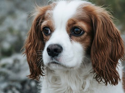 Cavalier King Charles Spaniël