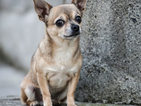 Chihuahua