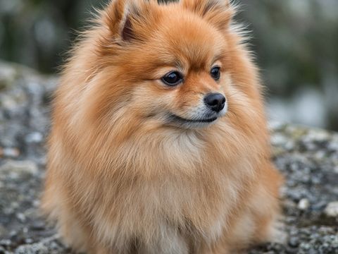 Dwergkeeshond