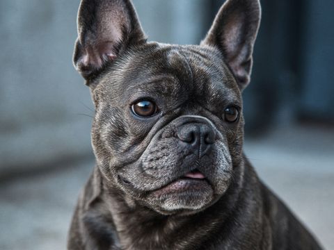 Franse Bulldog