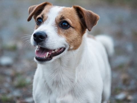 Jack Russell Terriër