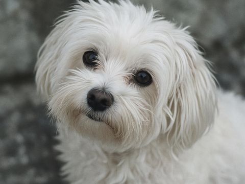 Maltezer