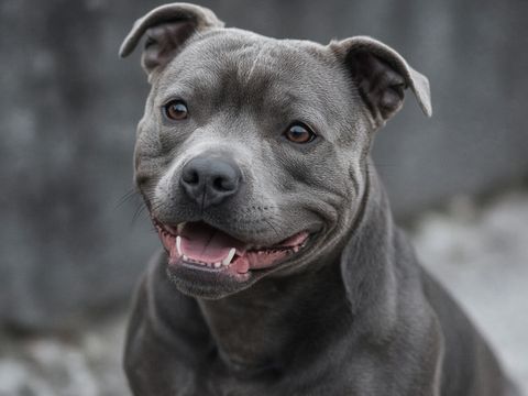 Staffordshire Bull Terriër