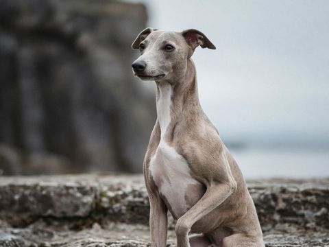 Whippet
